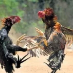 ಬೆಳ್ತಗಂಡಿ: ಕೋಳಿ ಅಂಕಕ್ಕೆ ಪೋಲಿಸರ ದಾಳಿ..!! ಮೂವರು ವಶಕ್ಕೆ