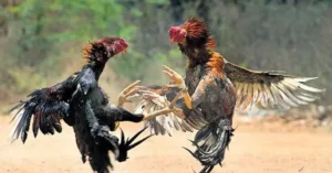 ಬೆಳ್ತಗಂಡಿ: ಕೋಳಿ ಅಂಕಕ್ಕೆ ಪೋಲಿಸರ ದಾಳಿ..!! ಮೂವರು ವಶಕ್ಕೆ